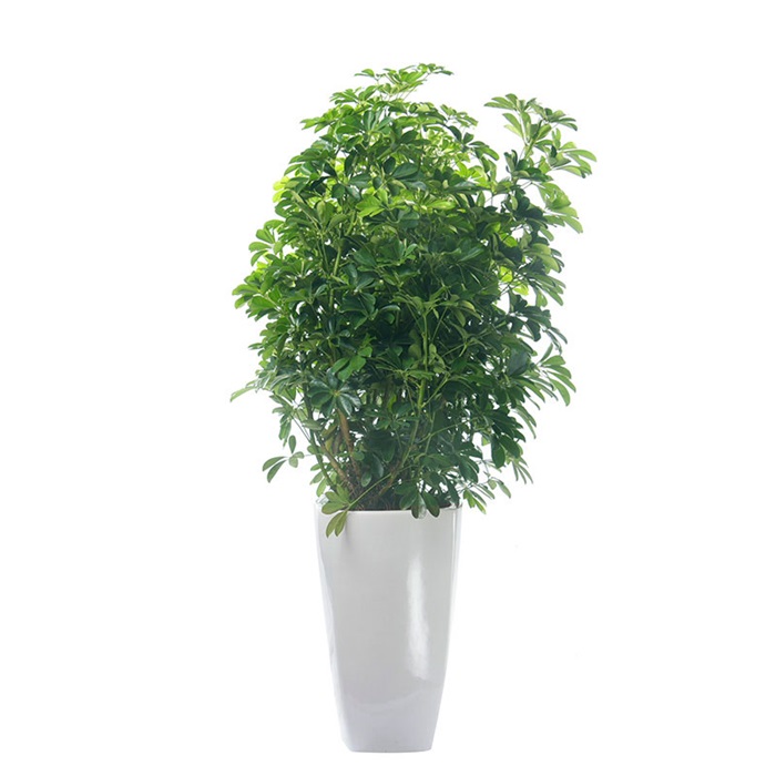 鴨腳木